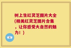 树上生红灵芝图片大全(精美红灵芝图片合集，让你感受大自然的魅力！)