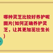 哪种灵芝比较好养护呢图片(如何正确养护灵芝，让其更加茁壮生长)