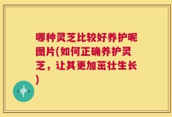 哪种灵芝比较好养护呢图片(如何正确养护灵芝，让其更加茁壮生长)