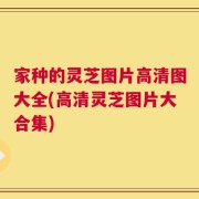 家种的灵芝图片高清图大全(高清灵芝图片大合集)