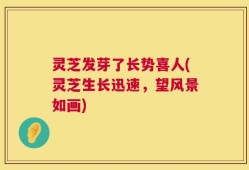 灵芝发芽了长势喜人(灵芝生长迅速，望风景如画)
