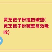 灵芝孢子粉撞击破壁(灵芝孢子粉破壁高效吸收)