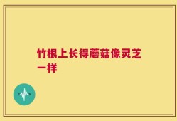 竹根上长得蘑菇像灵芝一样
