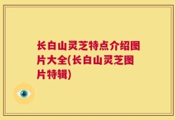 长白山灵芝特点介绍图片大全(长白山灵芝图片特辑)