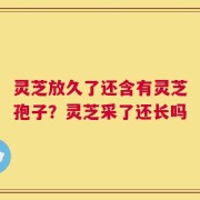 灵芝放久了还含有灵芝孢子？灵芝采了还长吗