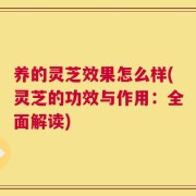 养的灵芝效果怎么样(灵芝的功效与作用：全面解读)