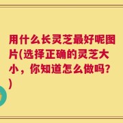 用什么长灵芝最好呢图片(选择正确的灵芝大小，你知道怎么做吗？)