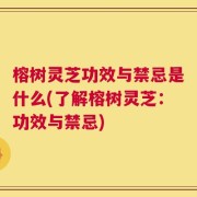 榕树灵芝功效与禁忌是什么(了解榕树灵芝：功效与禁忌)