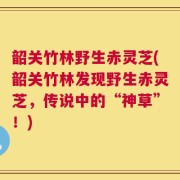 韶关竹林野生赤灵芝(韶关竹林发现野生赤灵芝，传说中的“神草”！)