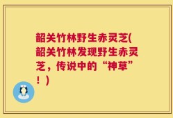 韶关竹林野生赤灵芝(韶关竹林发现野生赤灵芝，传说中的“神草”！)