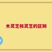 木灵芝和灵芝的区别