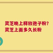灵芝晚上释放孢子粉？灵芝上面多久长粉