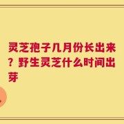 灵芝孢子几月份长出来？野生灵芝什么时间出芽