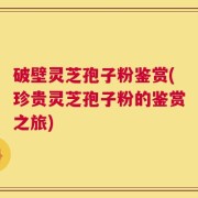 破壁灵芝孢子粉鉴赏(珍贵灵芝孢子粉的鉴赏之旅)