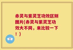 赤灵与紫灵芝功效区别图片(赤灵与紫灵芝功效大不同，来比较一下！)
