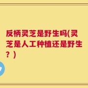 反柄灵芝是野生吗(灵芝是人工种植还是野生？)