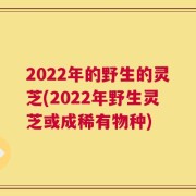 2022年的野生的灵芝(2022年野生灵芝或成稀有物种)