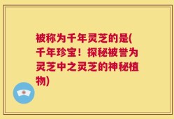 被称为千年灵芝的是(千年珍宝！探秘被誉为灵芝中之灵芝的神秘植物)