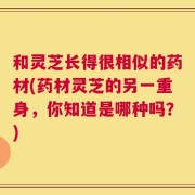 和灵芝长得很相似的药材(药材灵芝的另一重身，你知道是哪种吗？)