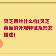 灵芝菌丝什么样(灵芝菌丝的外观特征及形态描述)
