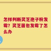 怎样判断灵芝孢子粉发霉？灵芝菌包发霉了怎么办