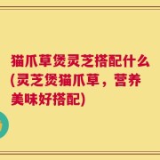猫爪草煲灵芝搭配什么(灵芝煲猫爪草，营养美味好搭配)