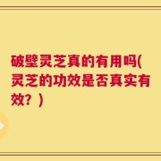 破壁灵芝真的有用吗(灵芝的功效是否真实有效？)