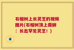 石榴树上长灵芝的视频图片(石榴树顶上露脚：长出罕见灵芝！)