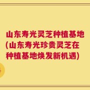 山东寿光灵芝种植基地(山东寿光珍贵灵芝在种植基地焕发新机遇)