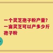 一个灵芝孢子粉产量？一亩灵芝可以产多少斤孢子粉