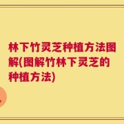 林下竹灵芝种植方法图解(图解竹林下灵芝的种植方法)