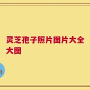 灵芝孢子照片图片大全大图