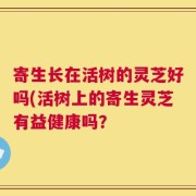 寄生长在活树的灵芝好吗(活树上的寄生灵芝有益健康吗？
