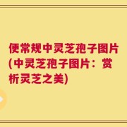 便常规中灵芝孢子图片(中灵芝孢子图片：赏析灵芝之美)