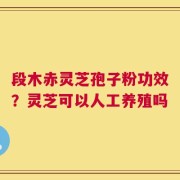 段木赤灵芝孢子粉功效？灵芝可以人工养殖吗