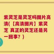 紫灵芝是灵芝吗图片高清(【高清图片】紫灵芝 真正的灵芝还是另一回事？)
