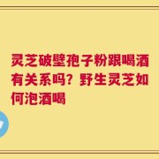 灵芝破壁孢子粉跟喝酒有关系吗？野生灵芝如何泡酒喝