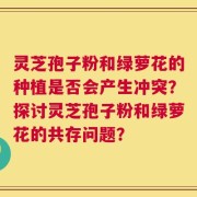 灵芝孢子粉和绿萝花的种植是否会产生冲突？探讨灵芝孢子粉和绿萝花的共存问题？