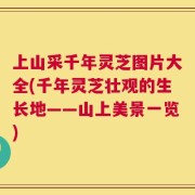 上山采千年灵芝图片大全(千年灵芝壮观的生长地——山上美景一览)