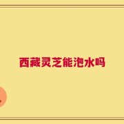 西藏灵芝能泡水吗