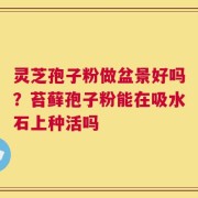 灵芝孢子粉做盆景好吗？苔藓孢子粉能在吸水石上种活吗