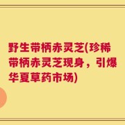 野生带柄赤灵芝(珍稀带柄赤灵芝现身，引爆华夏草药市场)