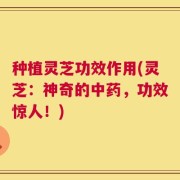 种植灵芝功效作用(灵芝：神奇的中药，功效惊人！)