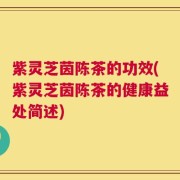 紫灵芝茵陈茶的功效(紫灵芝茵陈茶的健康益处简述)