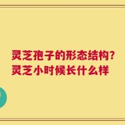灵芝孢子的形态结构？灵芝小时候长什么样