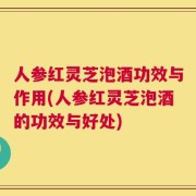 人参红灵芝泡酒功效与作用(人参红灵芝泡酒的功效与好处)