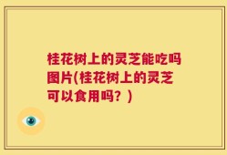 桂花树上的灵芝能吃吗图片(桂花树上的灵芝可以食用吗？)