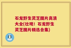 石龙野生灵芝图片高清大全(壮观！石龙野生灵芝图片精选合集)