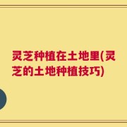灵芝种植在土地里(灵芝的土地种植技巧)