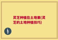 灵芝种植在土地里(灵芝的土地种植技巧)